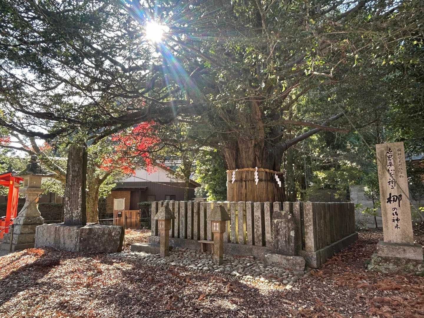 祈りの聖地　熊野の地の御神木「梛」
樹齢千年　世界平和を祈る御神木🙏😔