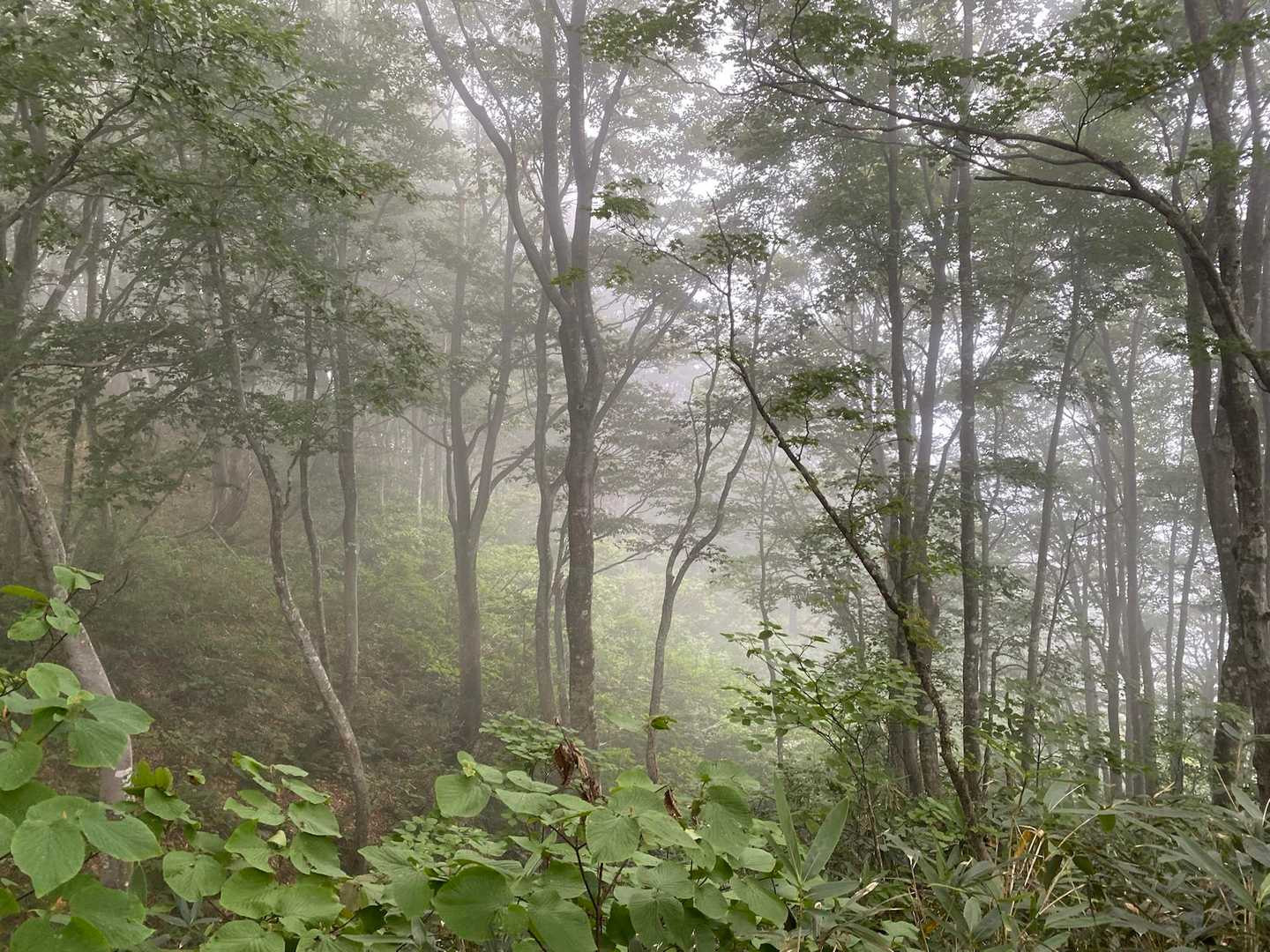 烏帽子山 往復コースの写真