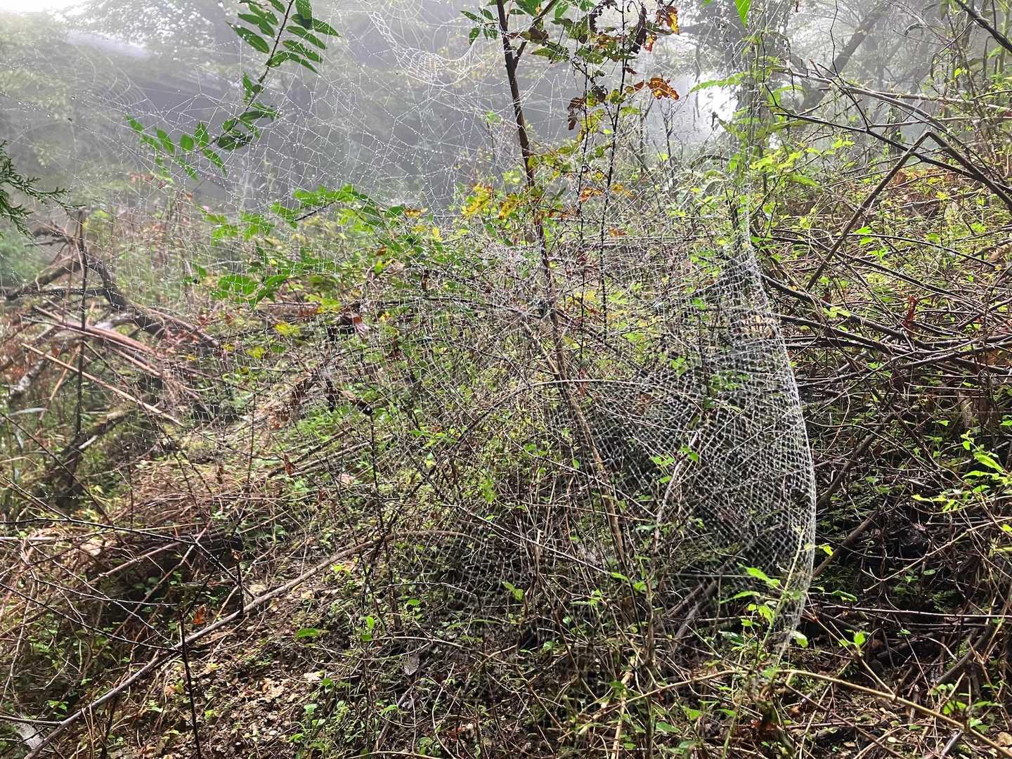 網ではありません、蜘蛛の巣です🕸️