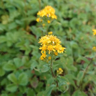 ミヤマアキノキリンソウ
