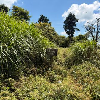 カガマシ山(1342mP△大戸山)も茂みの中/無風で暑い🥵　三つ足山へ行く気力も削がれた😢