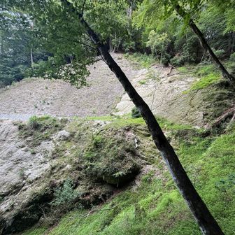 見えるあそこ林道造成現場に
辿り着く数m

脳内
太もも　擦りむいた絵しか
浮かばない