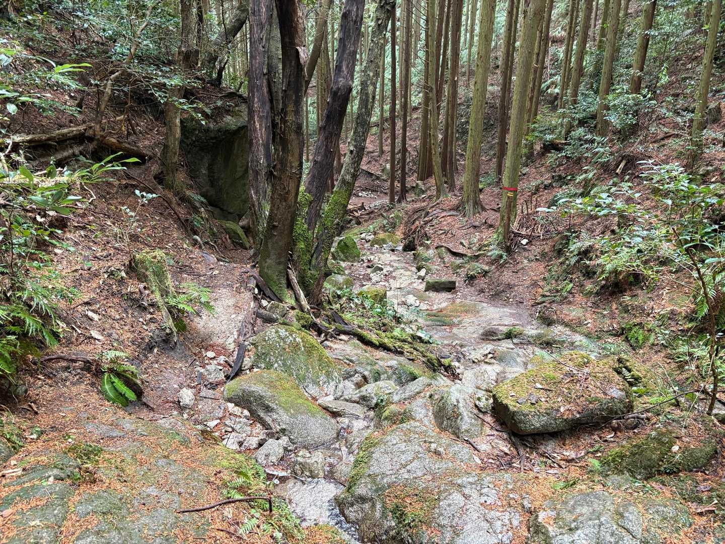 沢を何度か横ぎります