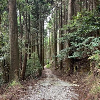 ここからは林道に。