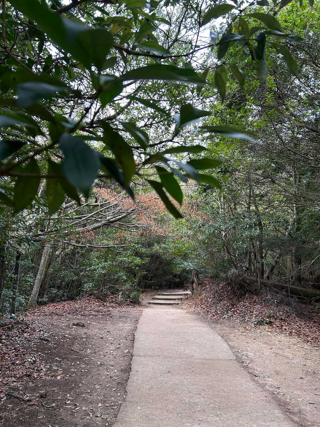 獅子岩駅からの登山道すごく歩きやすい🚶
