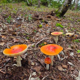 大きなキノコの下に小さな🍄が隠れてる！