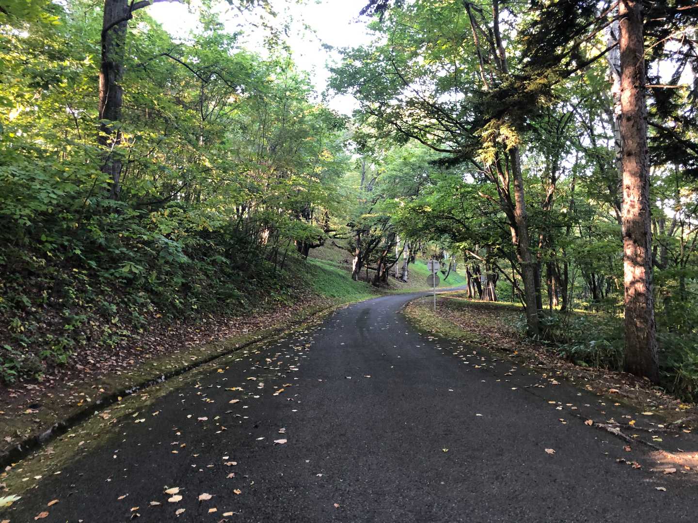 なまこ山 往復コースの写真
