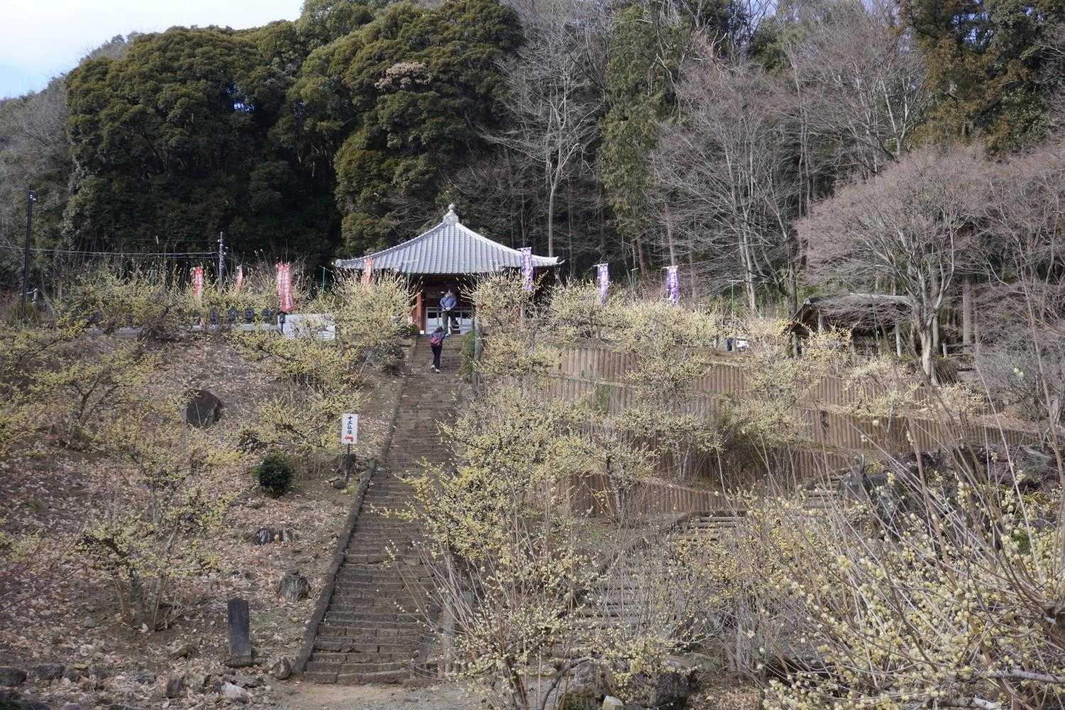 桜峠-馬不入山 往復コースの写真