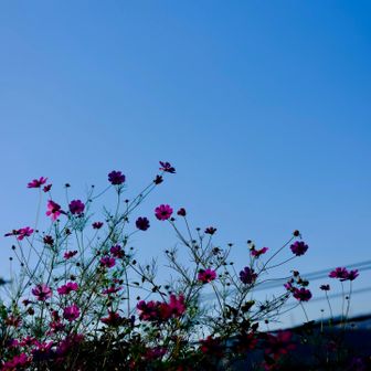 秋桜が好きです
