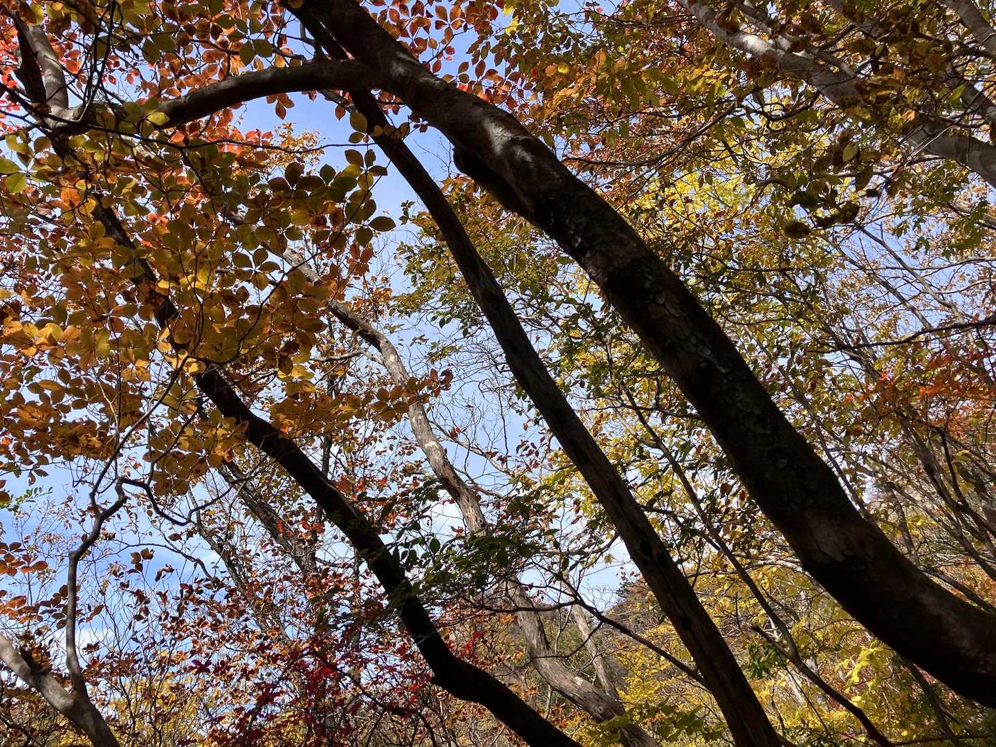 紅葉