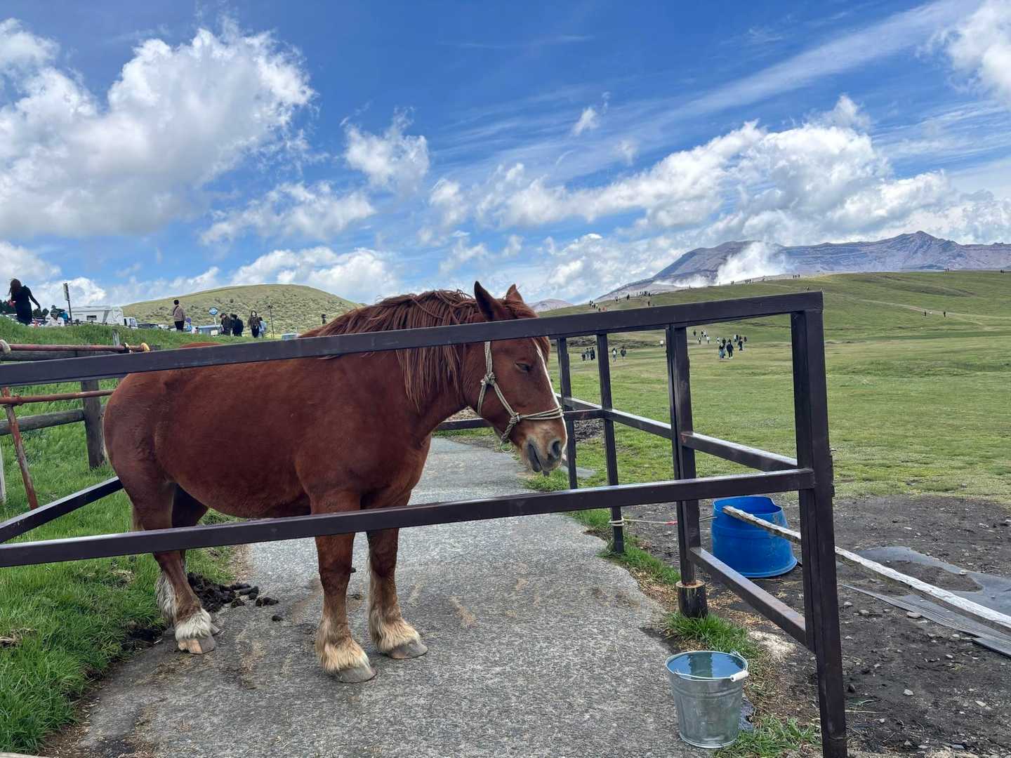 お客さん待ちのお馬さん🐎
にんじん❓フルーツ❓を買って、食べさせてあげることもできるよ〜🥕🍎