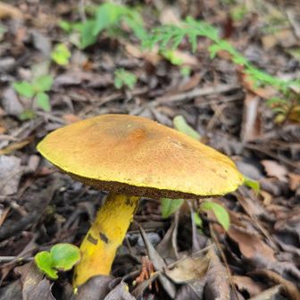 今日はきのこがあちこちに🍄