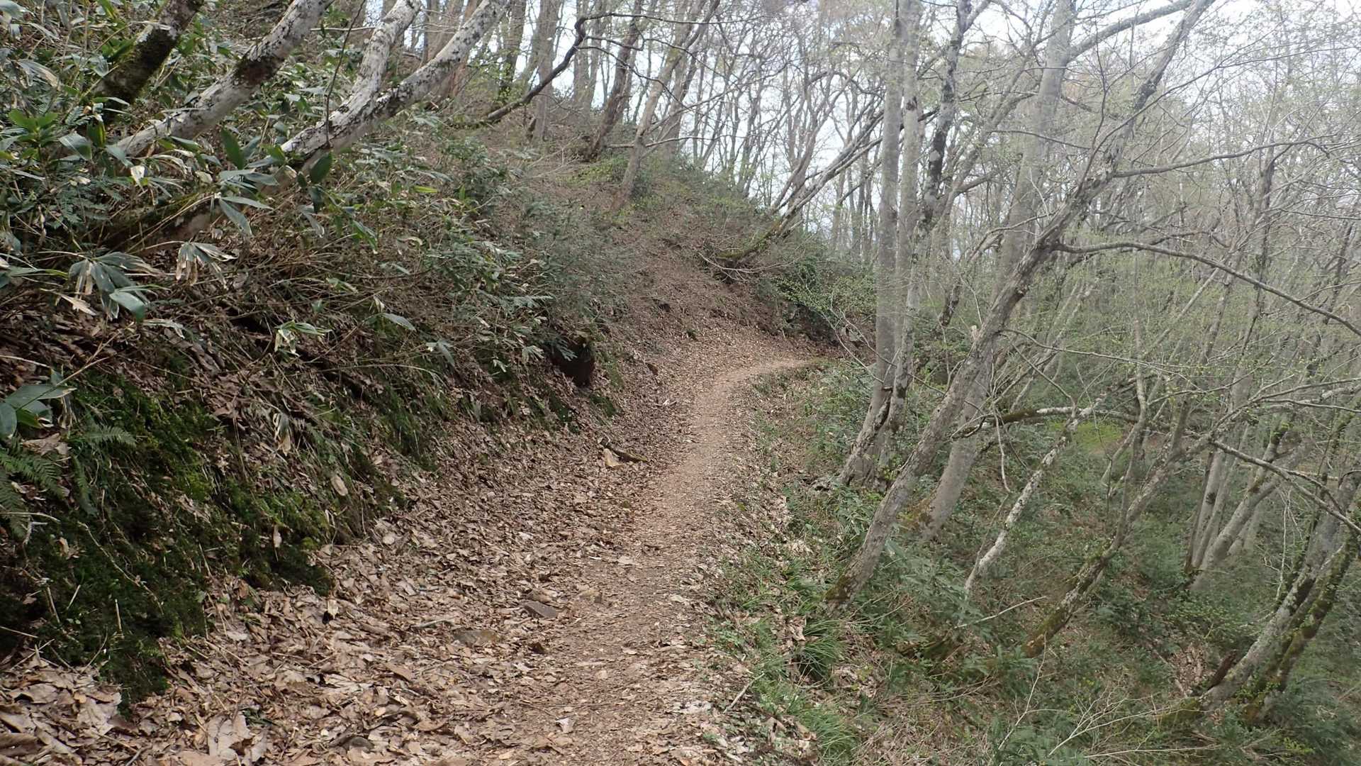 鳥上滝コース登山口-船通山-亀石コース登山口 周回コースの写真
