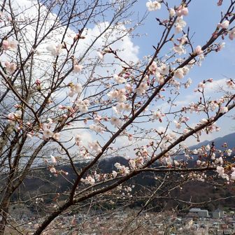 お花見しましょう🥰