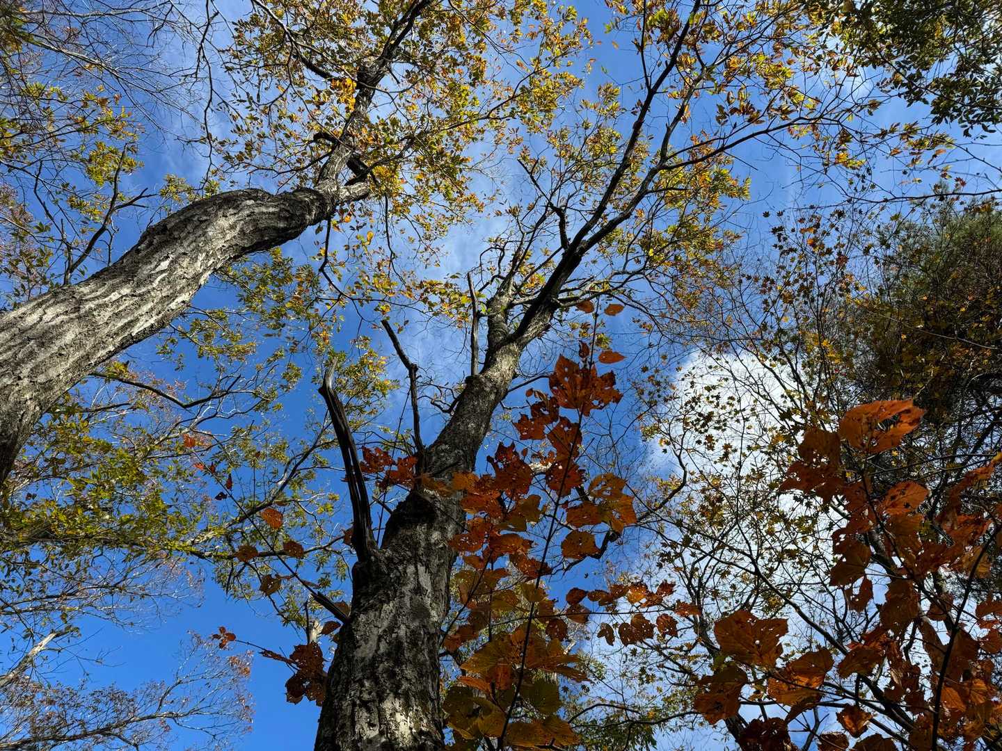 見上げたら、紅葉と青空🍁
晴れた日の登山って、幸せ〜🥰
