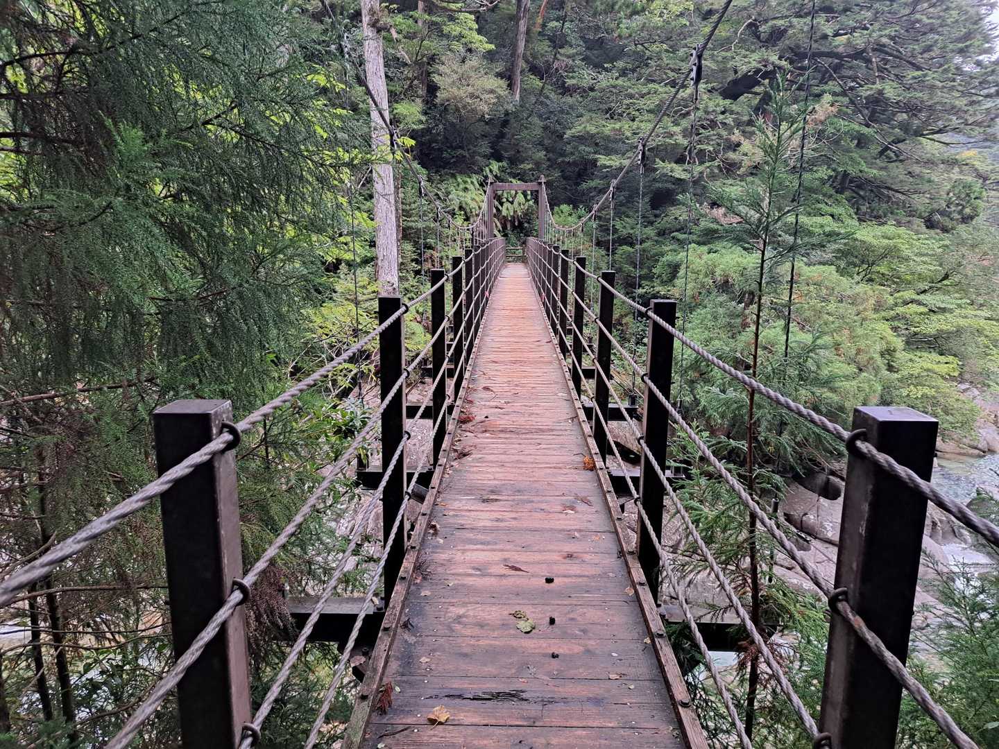 屋久杉板張り？