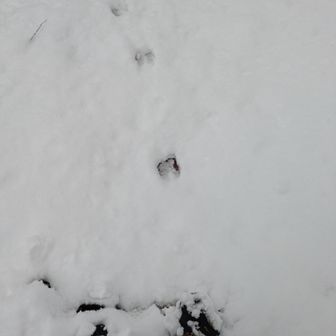 何の足跡🐾？