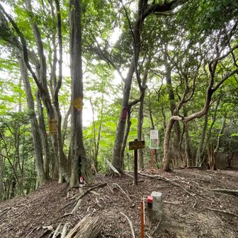 折平山の山頂