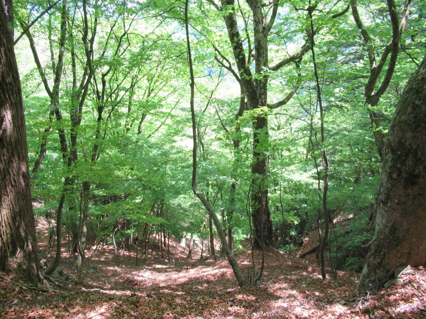 下りは慎重に。写真ではわかりずらいが奈落の底に下っていくようだ。