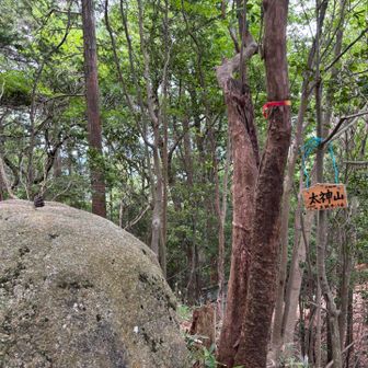 こちらの岩にも松ぼっくりと山頂表示。