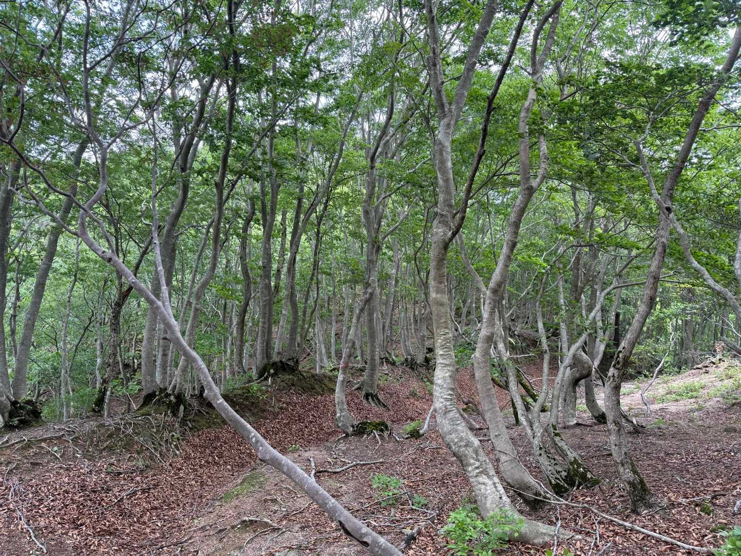 荒れているのかなと心配していたけれど、そんなことは全く無く、なだらかな登山道で歩きやすい😀