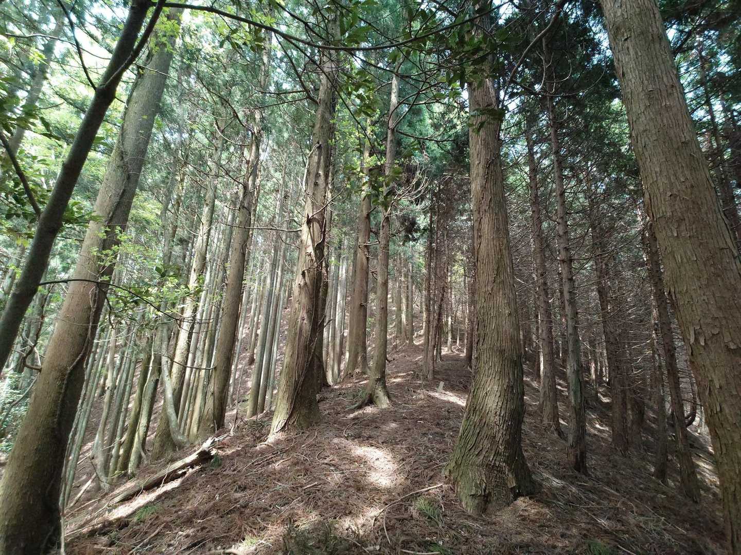 ここは綺麗ですが、こんな尾根筋ばかりではありません 😅