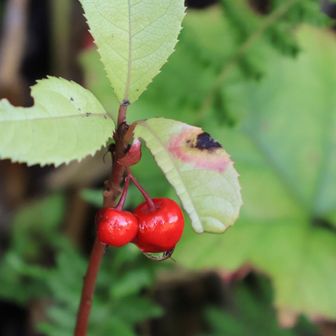 ヤブコウジ🍒