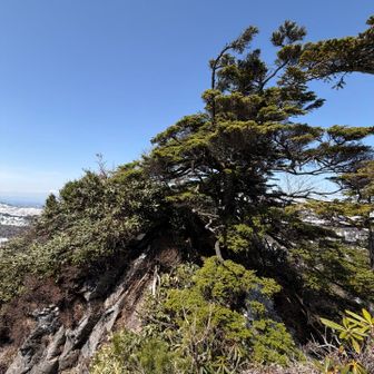 YAMAP的にはここが山頂