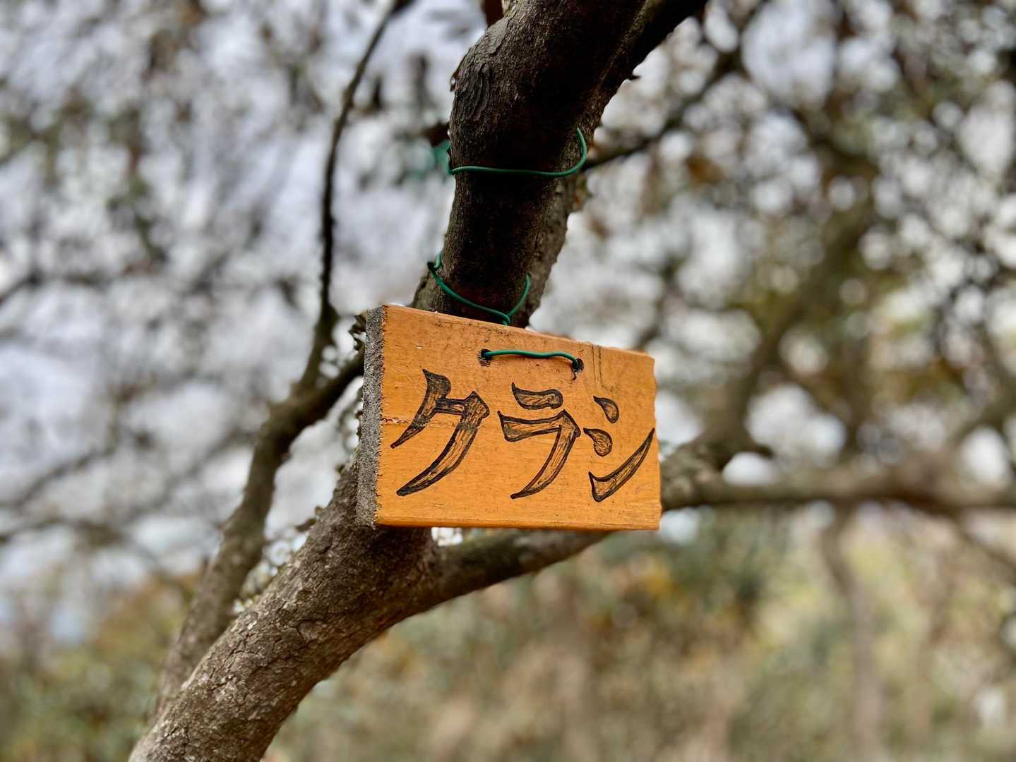 クラシ