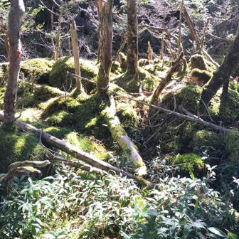 苔が美しい✨️八ヶ岳の眺めと自然に感動😍✨️