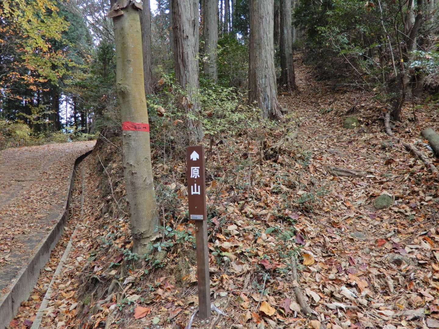 その先で再び山道に入り