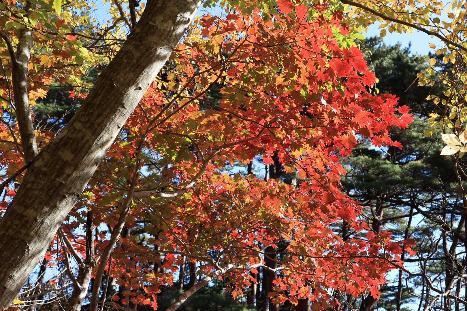 今年の山の赤はあきらめていましたが、
やっぱり赤がいい