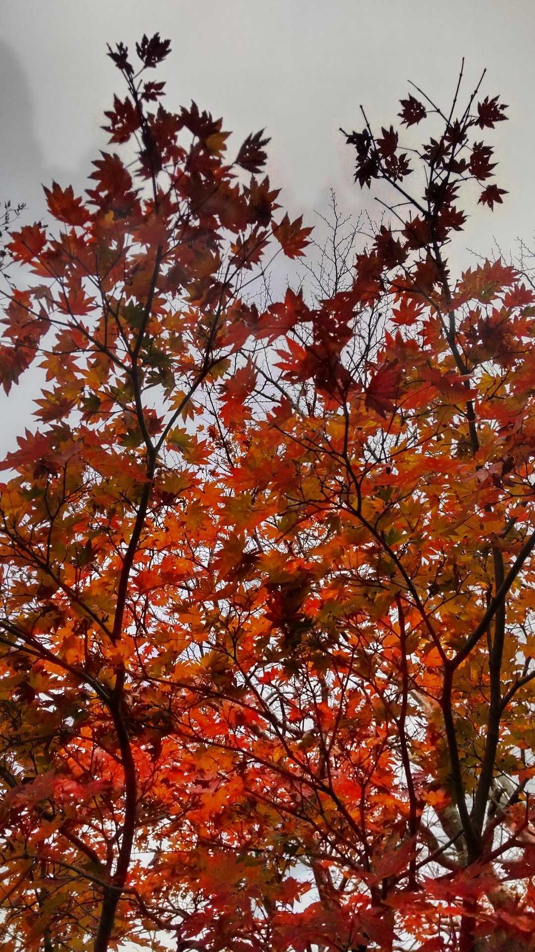 紅葉まだこんなに残ってるとは