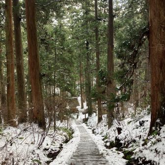 杉並木🌲雪化粧の石段を下って行きます☃️