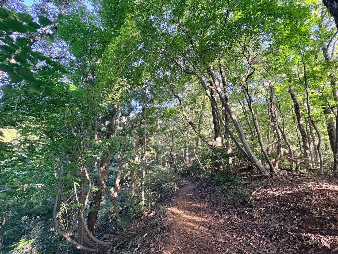 大正寺登山口-榎坂峠-文殊山 往復コースの写真