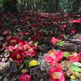 椿も振り落とされてレッドカーペットに🍃