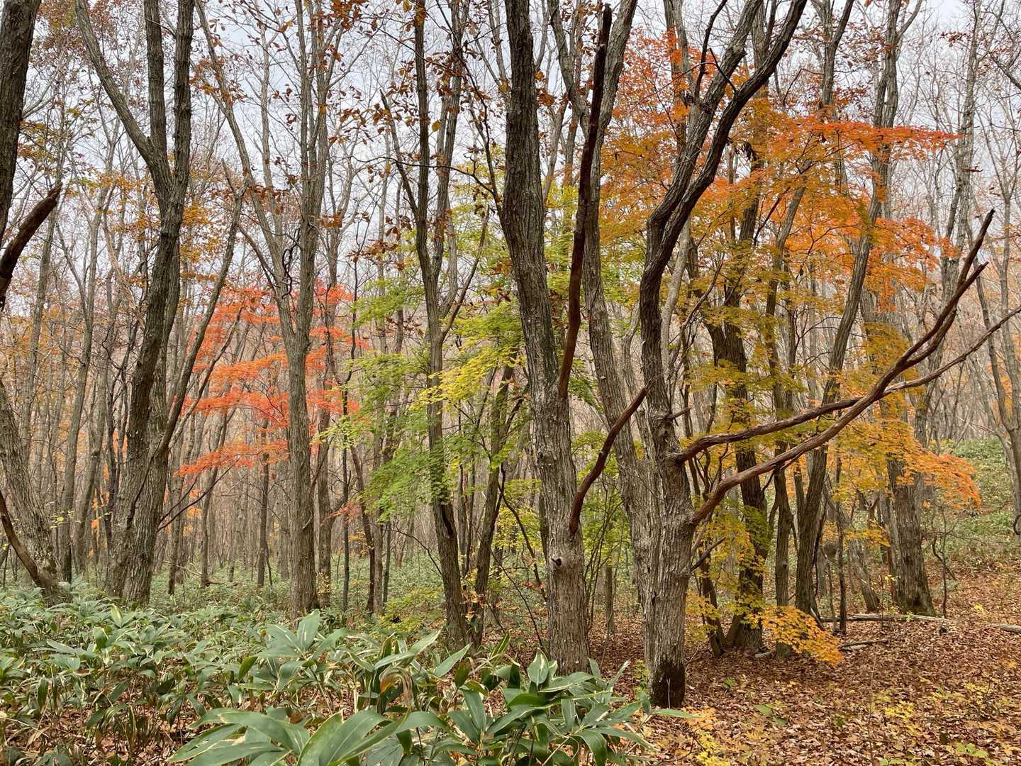 名残りの紅葉🍁