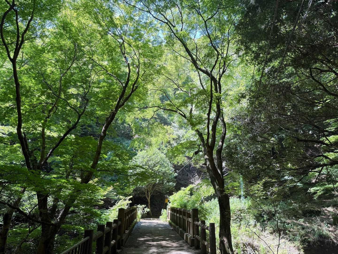 緑がぎっしり🍃