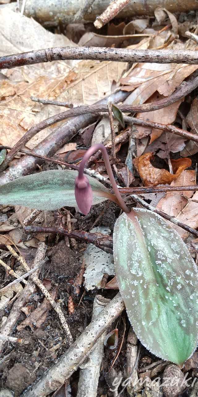 カタクリの芽