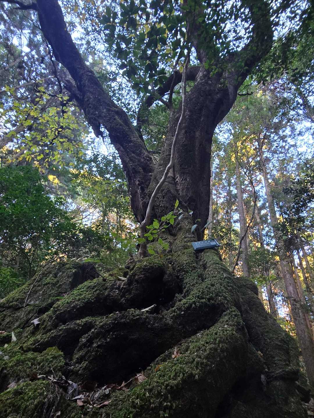 山道の木々たちも趣あり…