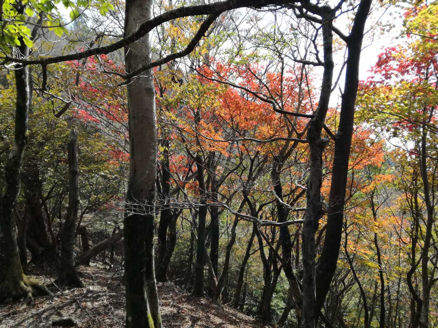 紅葉🍁してます。