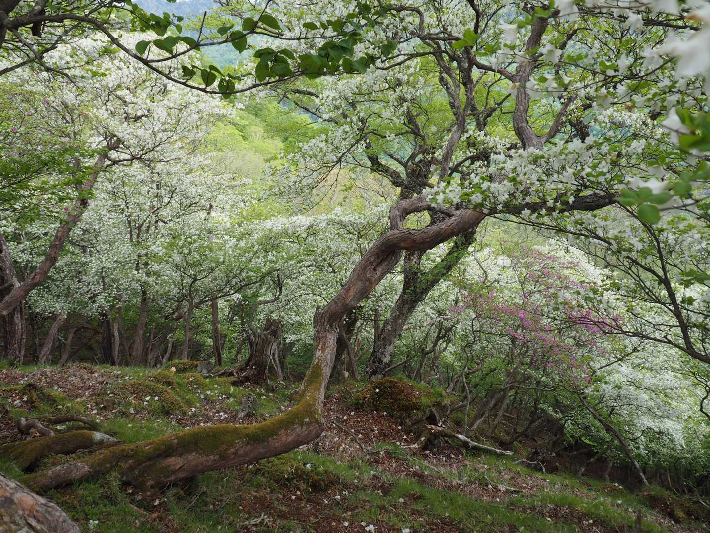 どこまで行ってもこの風景