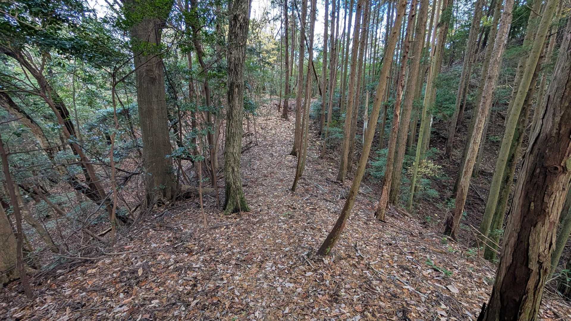 導州ヶ岳登山口-導州ヶ岳 往復コースの写真