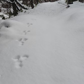 ここからノートレース