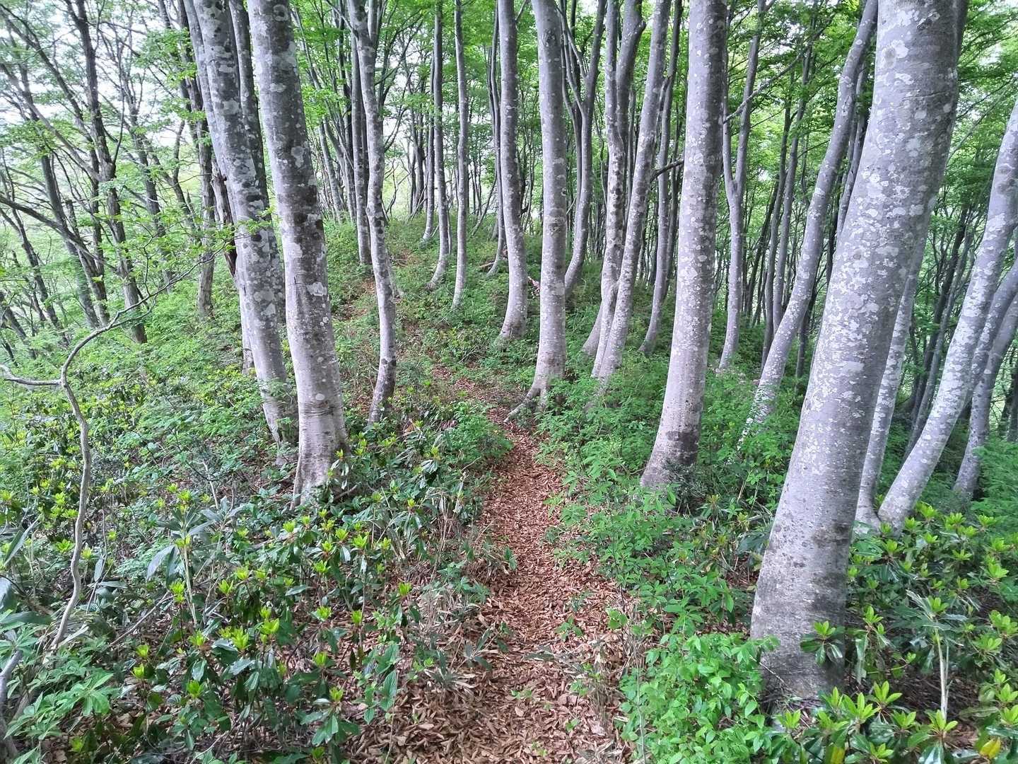 菅倉山 往復コースの写真