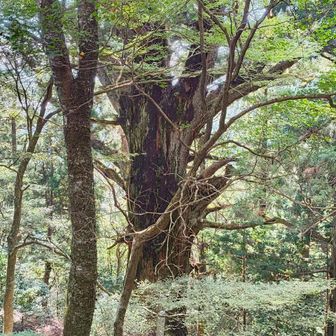 これが樹齢1300年を誇る春埜杉です。大したものです。