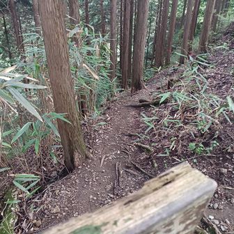 林道から登ってくるところ