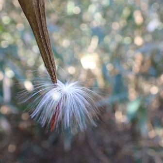 フワフワの実　発見💡