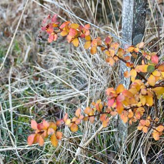 秋が残ってたりして🍂
まもなく山頂です。