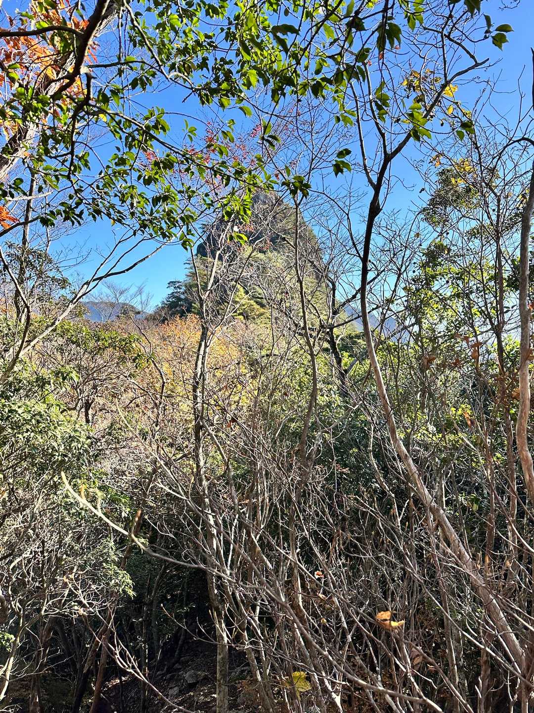 矢筈岳は山頂部が二つ(西峰•東峰)に分れて
矢筈のようになっているのが名の由来🥸

立木が混み合っていて見えにくいけど🪾
奥に見えるのが西峰〽️